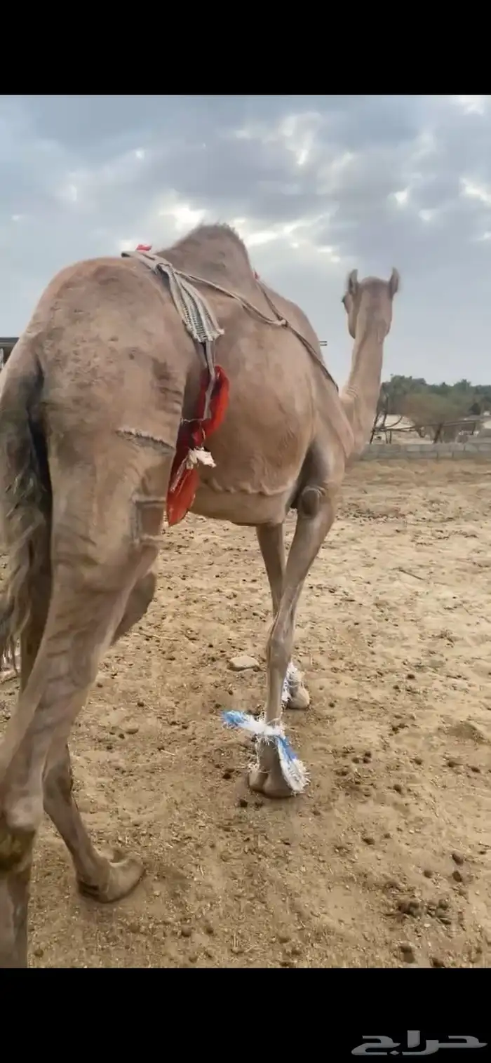 ثنتين من البل ضرايب ومنتجه (الموقع الجعبه ) 0