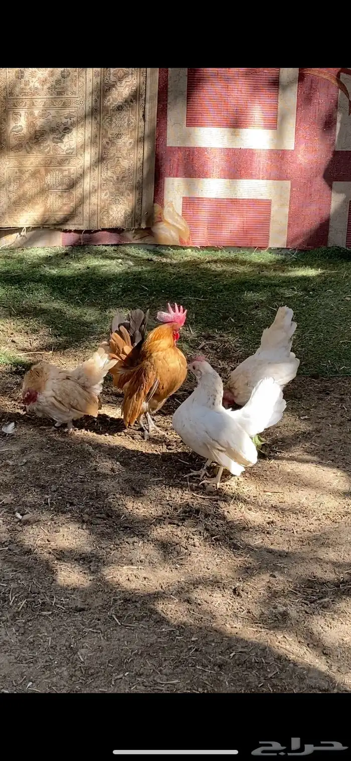 للبيع دجاج سيراما 7