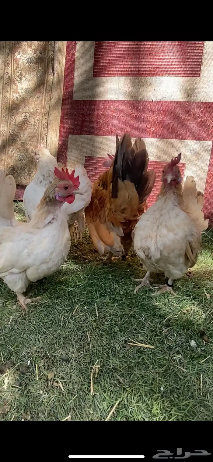 للبيع دجاج سيراما 4