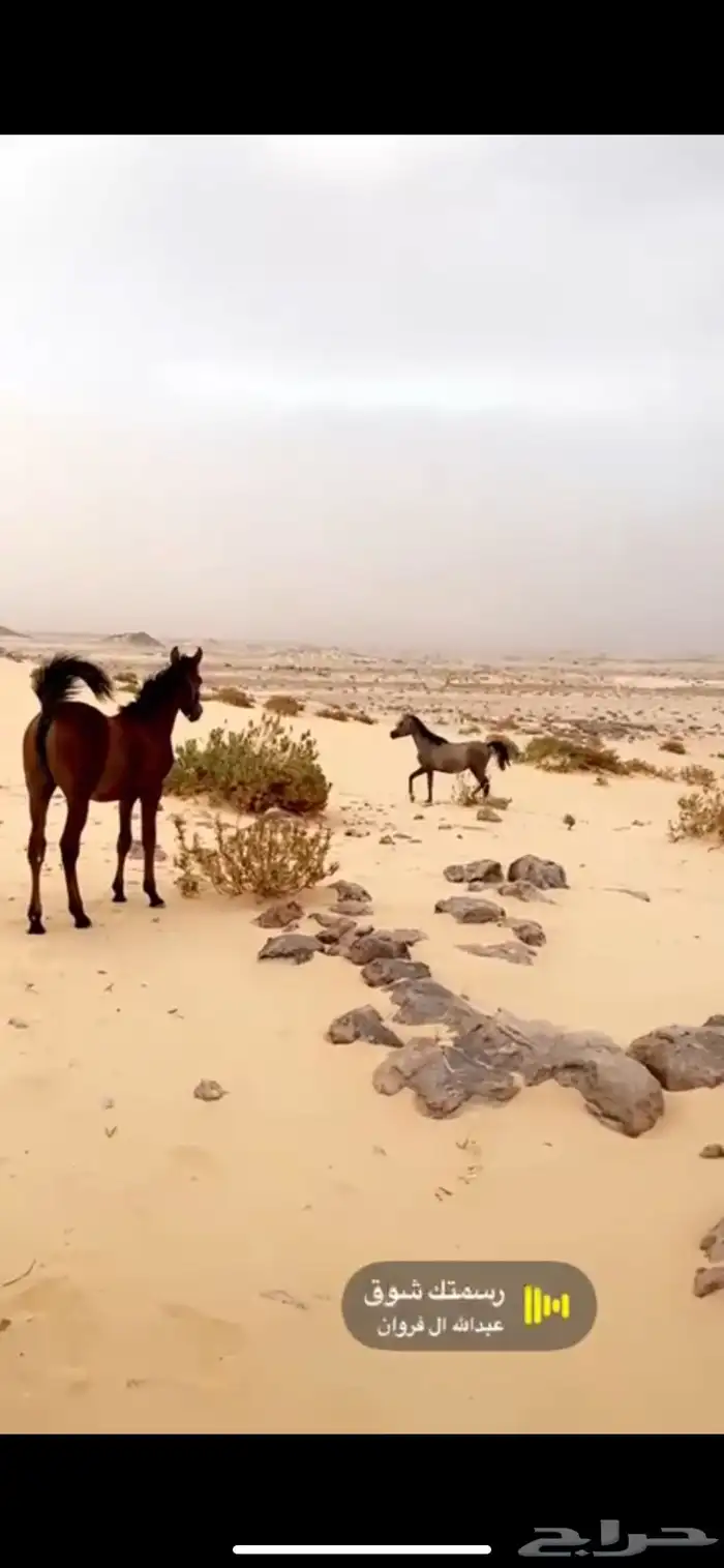 فرس شعبيه معها مهرتين 1