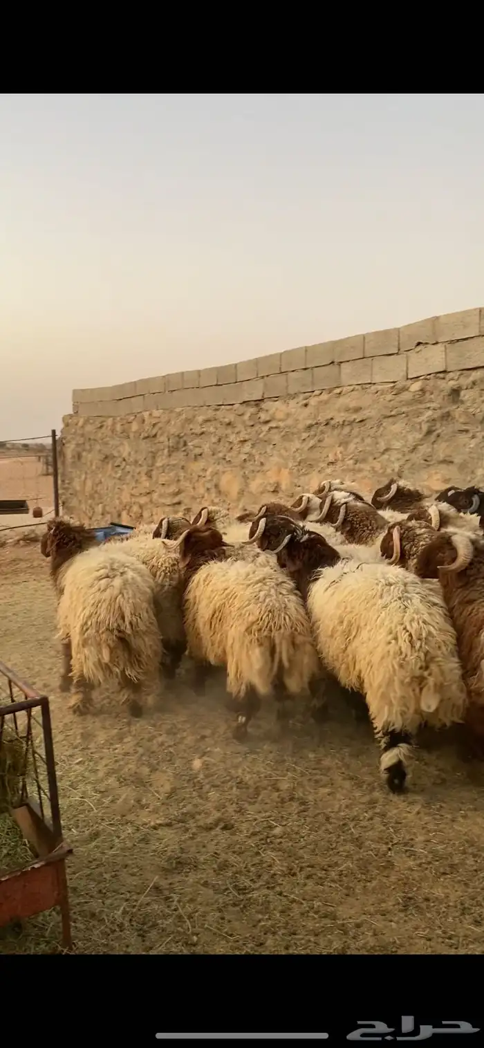 ذبائح خرفان ورخال 1