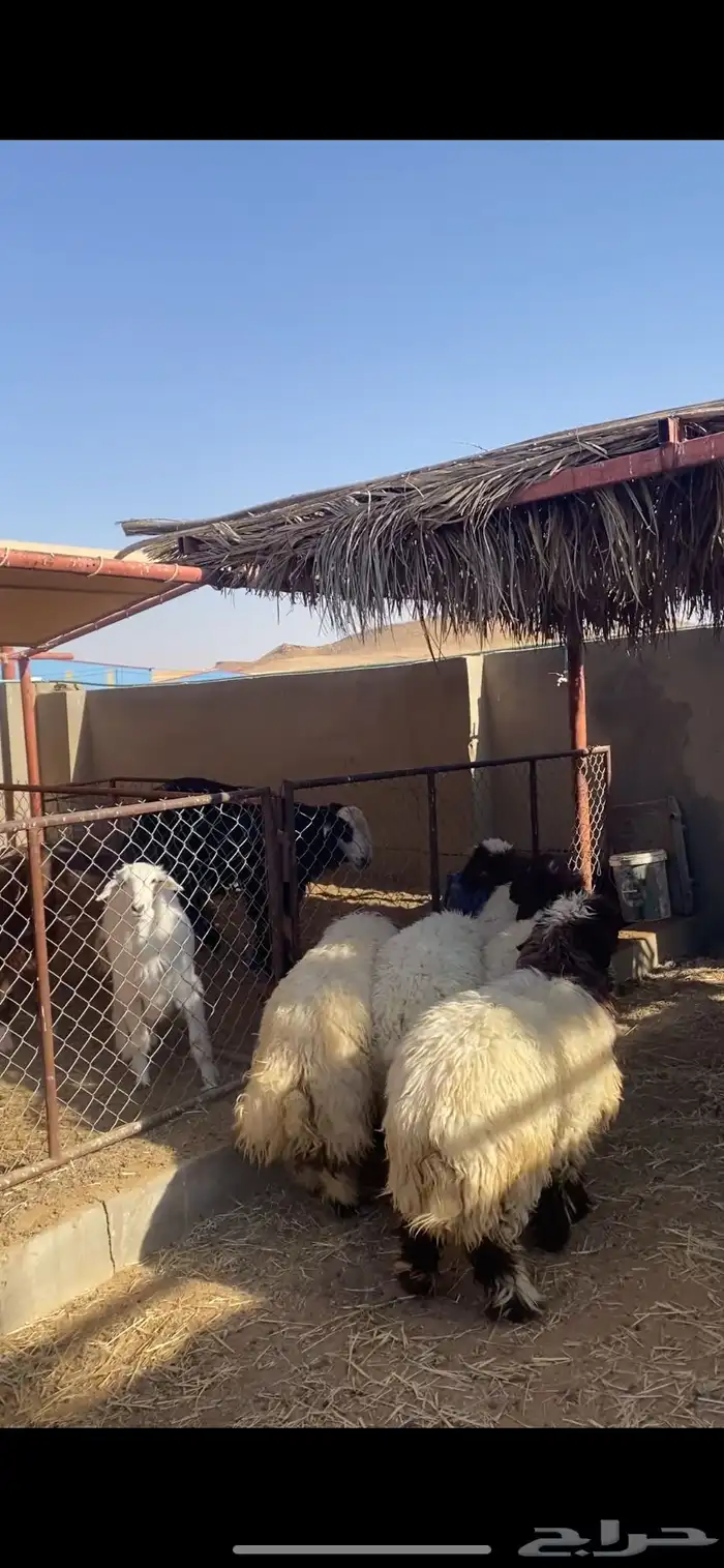 ذبائح خرفان ورخال 3