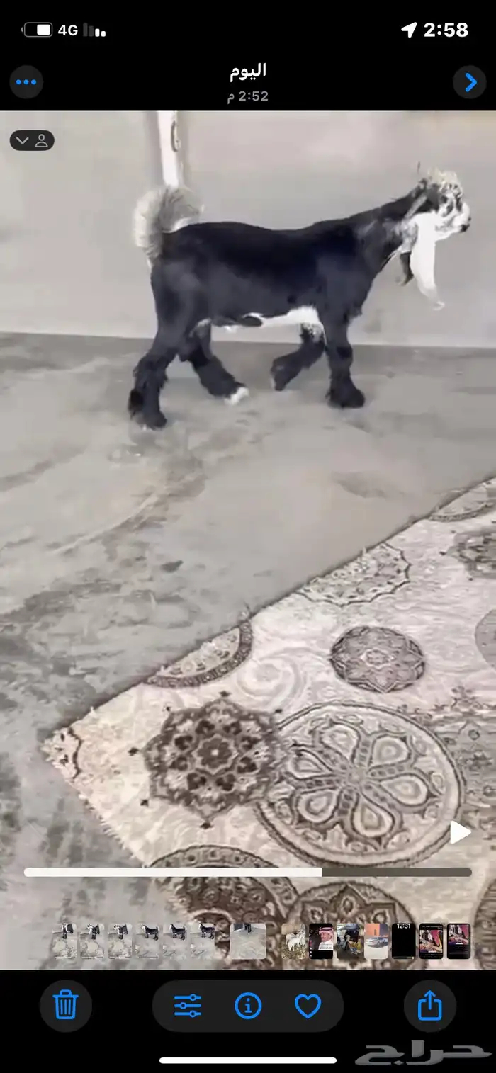 تيس مشروع فحل 5