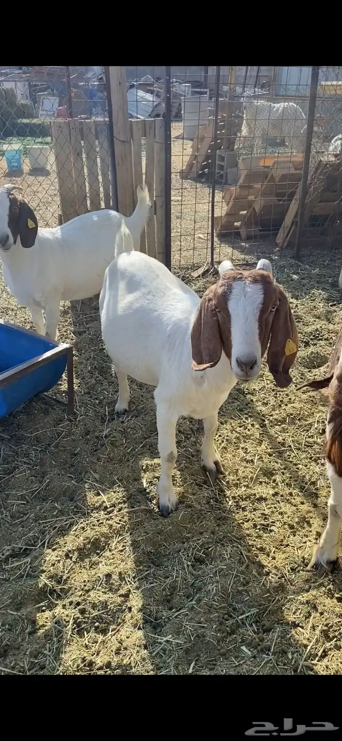 معزا بورقيت 0