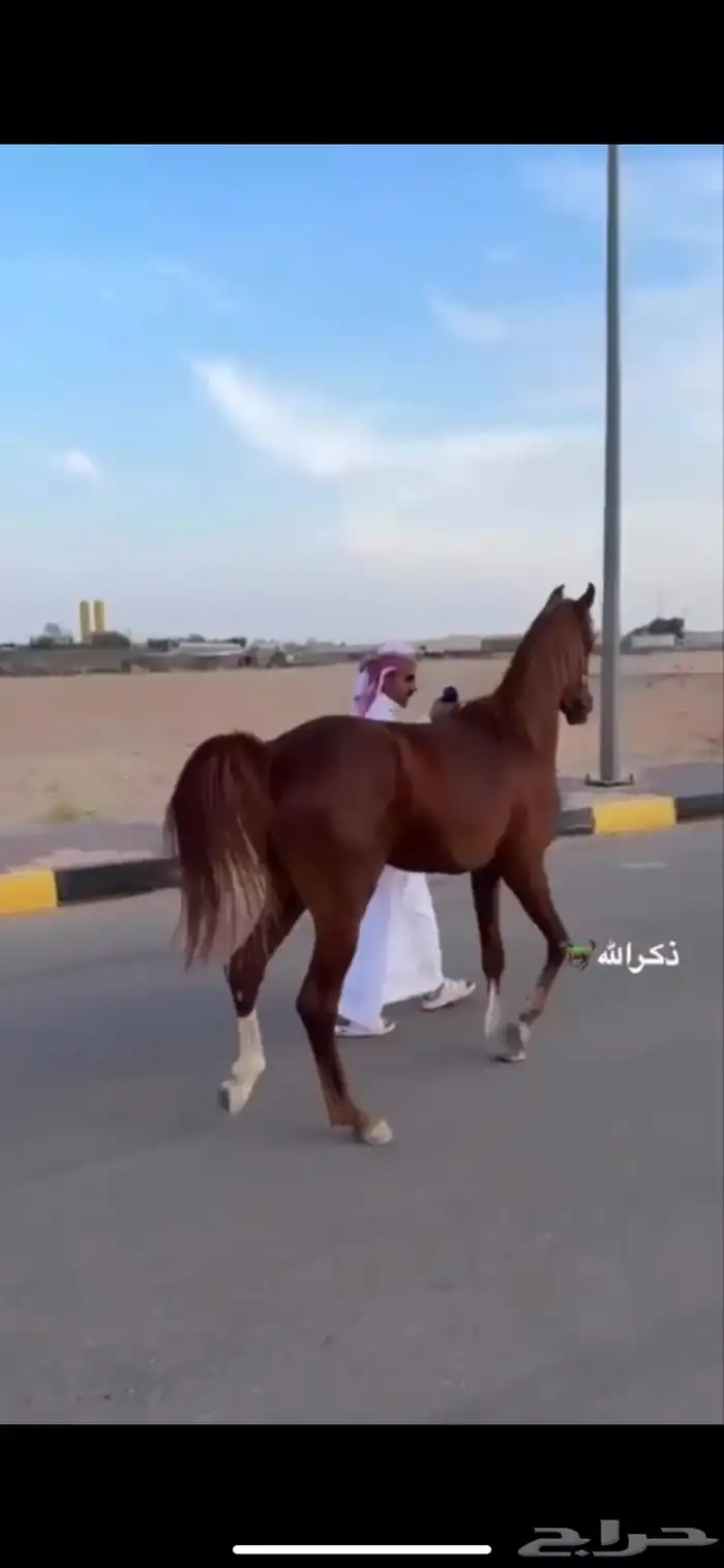 حصان كفو شعبي 1