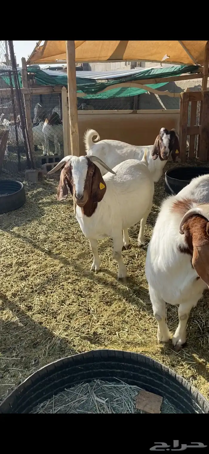 معزا بورقيت 8