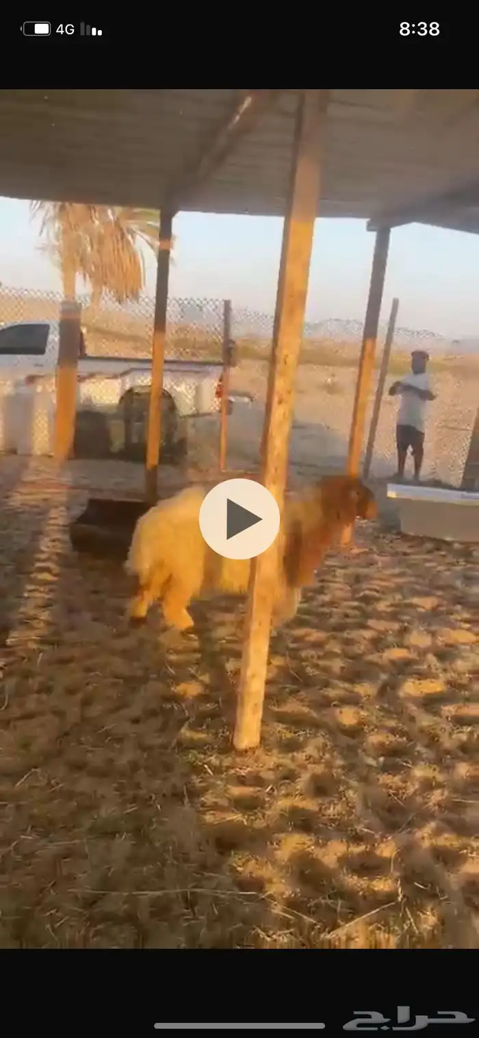جذعان وجذعات 0
