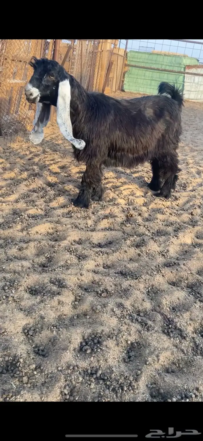 جفره عارضيه طيبه 0