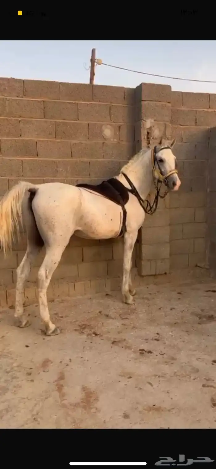 حصان شعبي 0