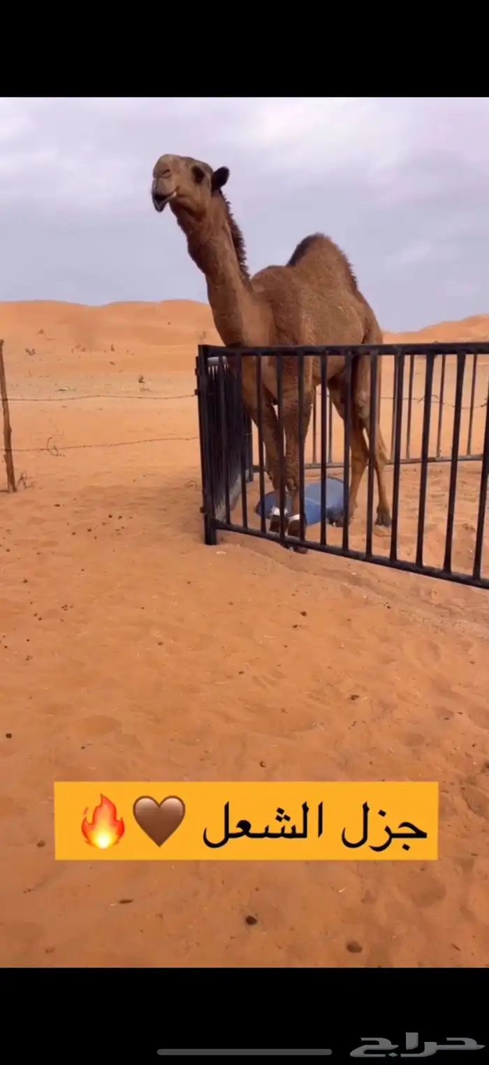 قعود دبياني 0