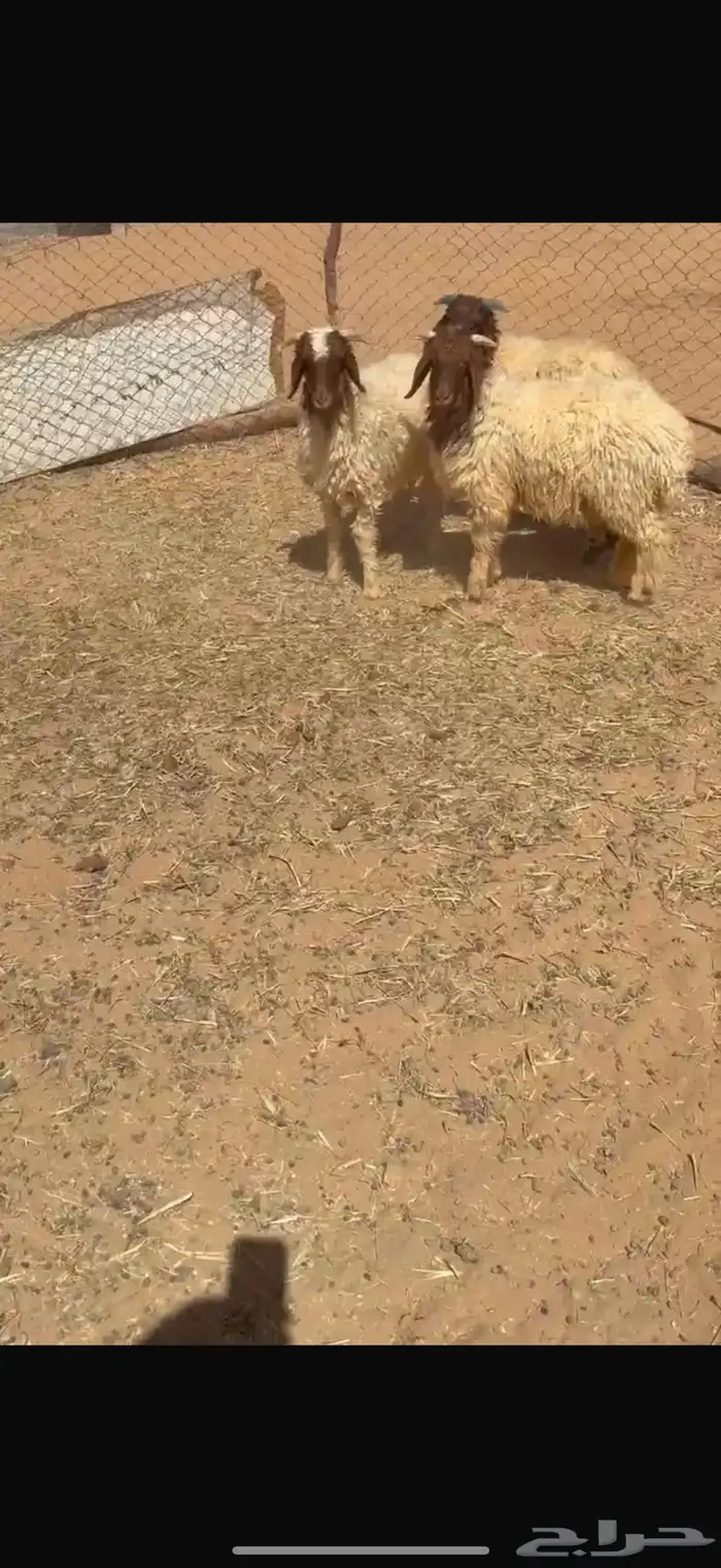 ذبايح جذعان 0