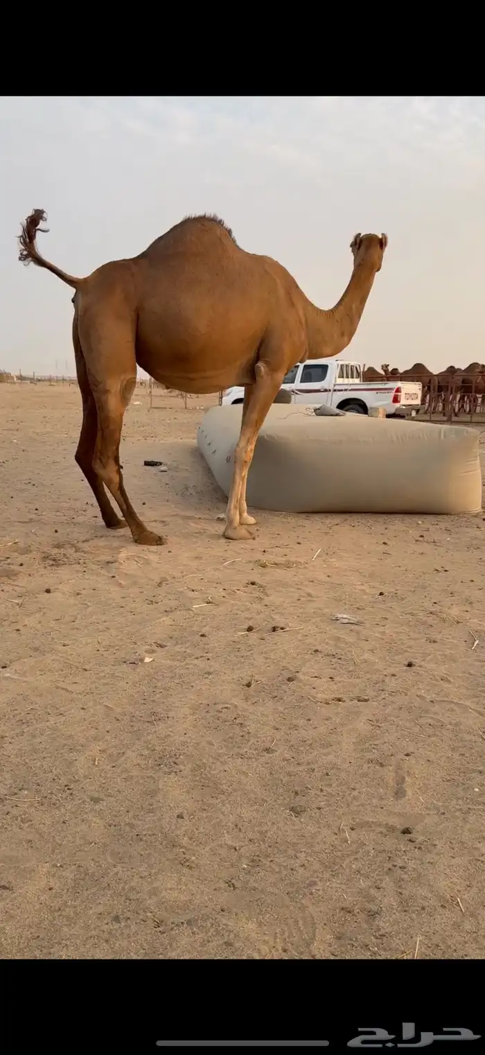 ناقه ملاقي ساحليه للبيع 2