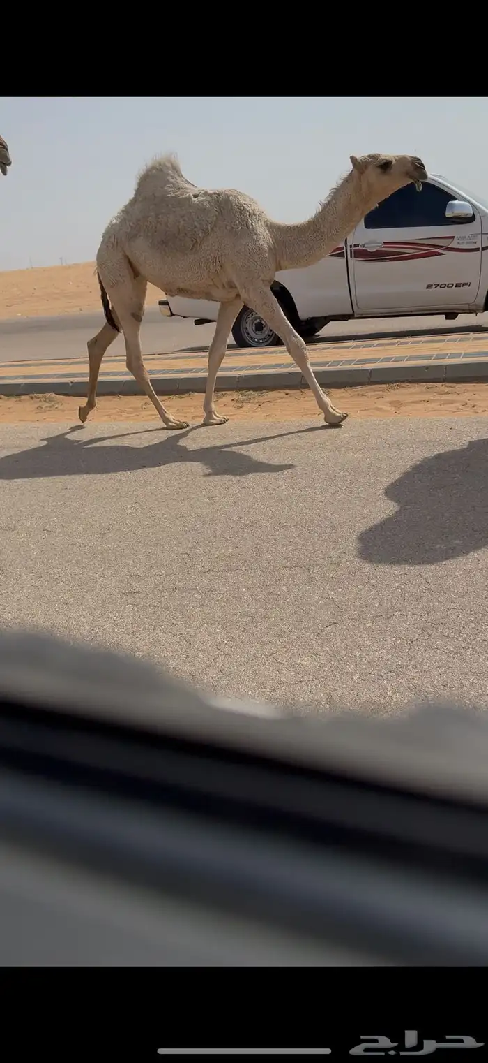 عشرا كفو 1