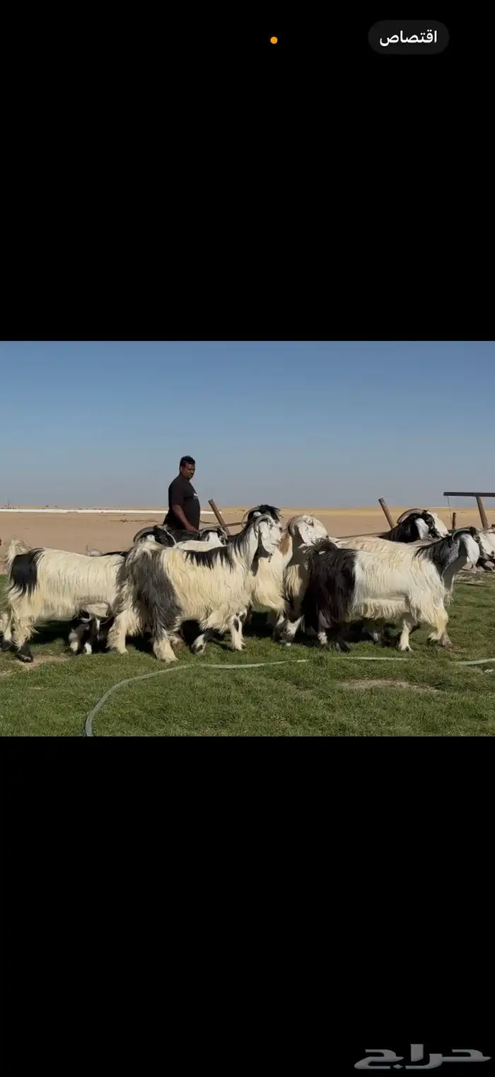 معزا عوارض ربد فااخره الغالب دفيع شرط 9