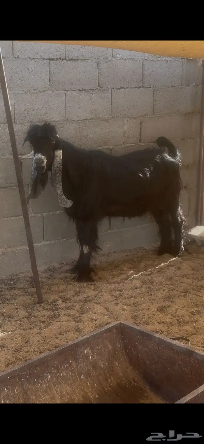 تيس عارضي فحل معرف 10