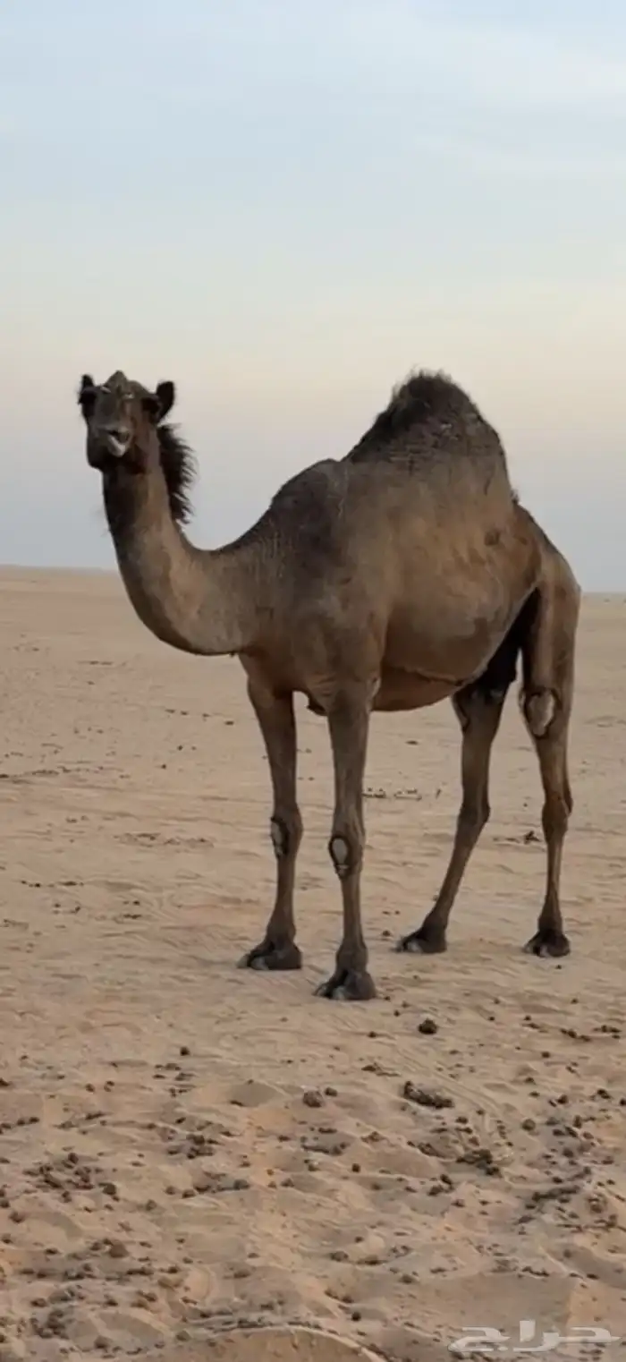 ناقه لقحه 0