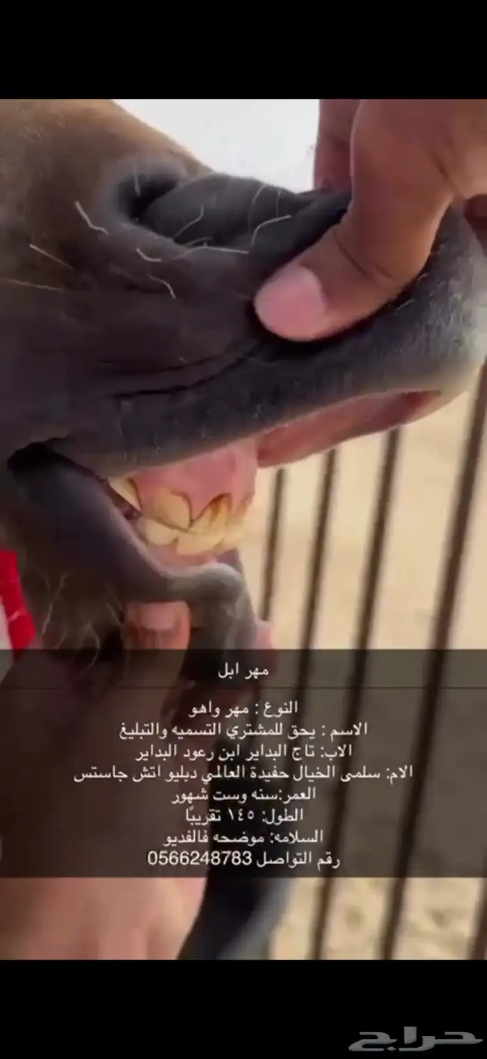 مهر واهو 8