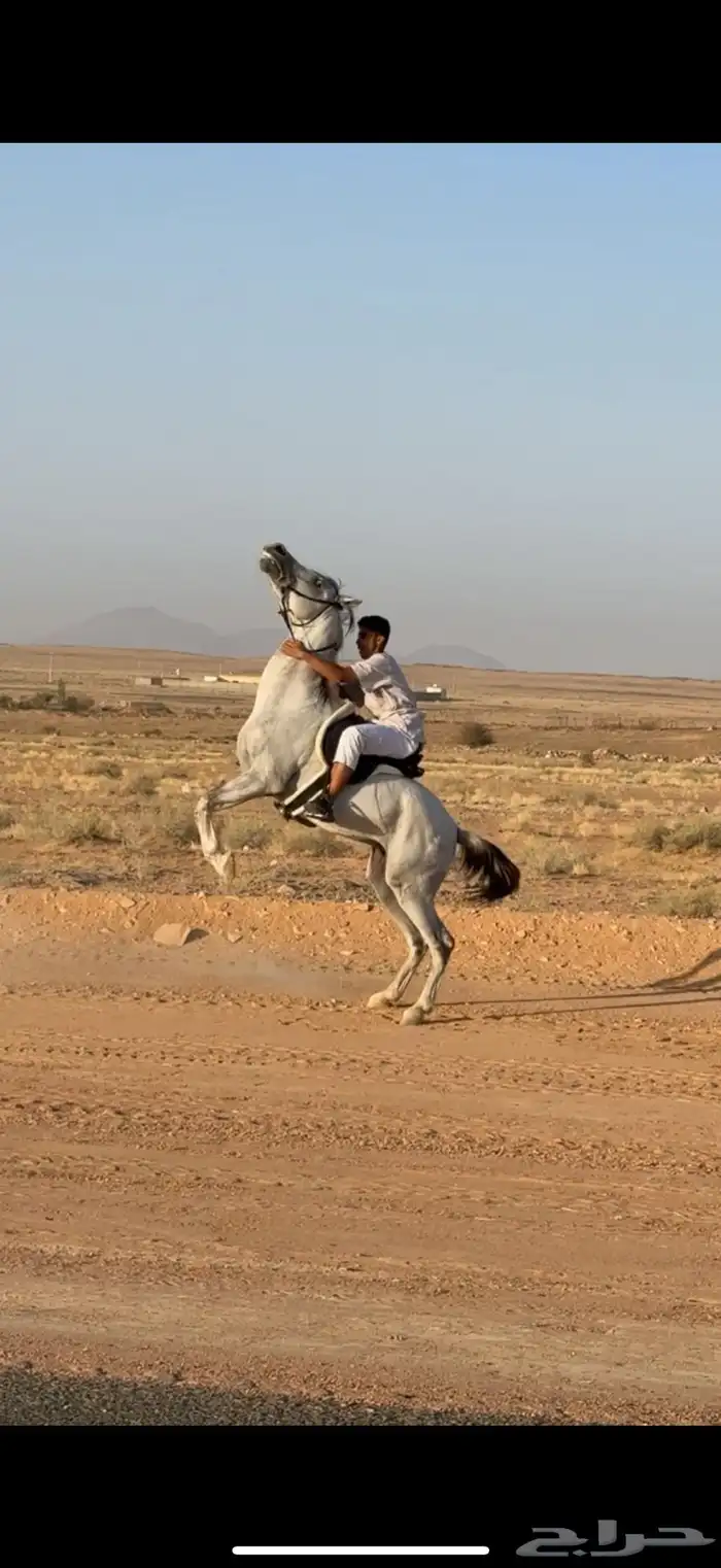 حصان واهو البيع شعبي 7