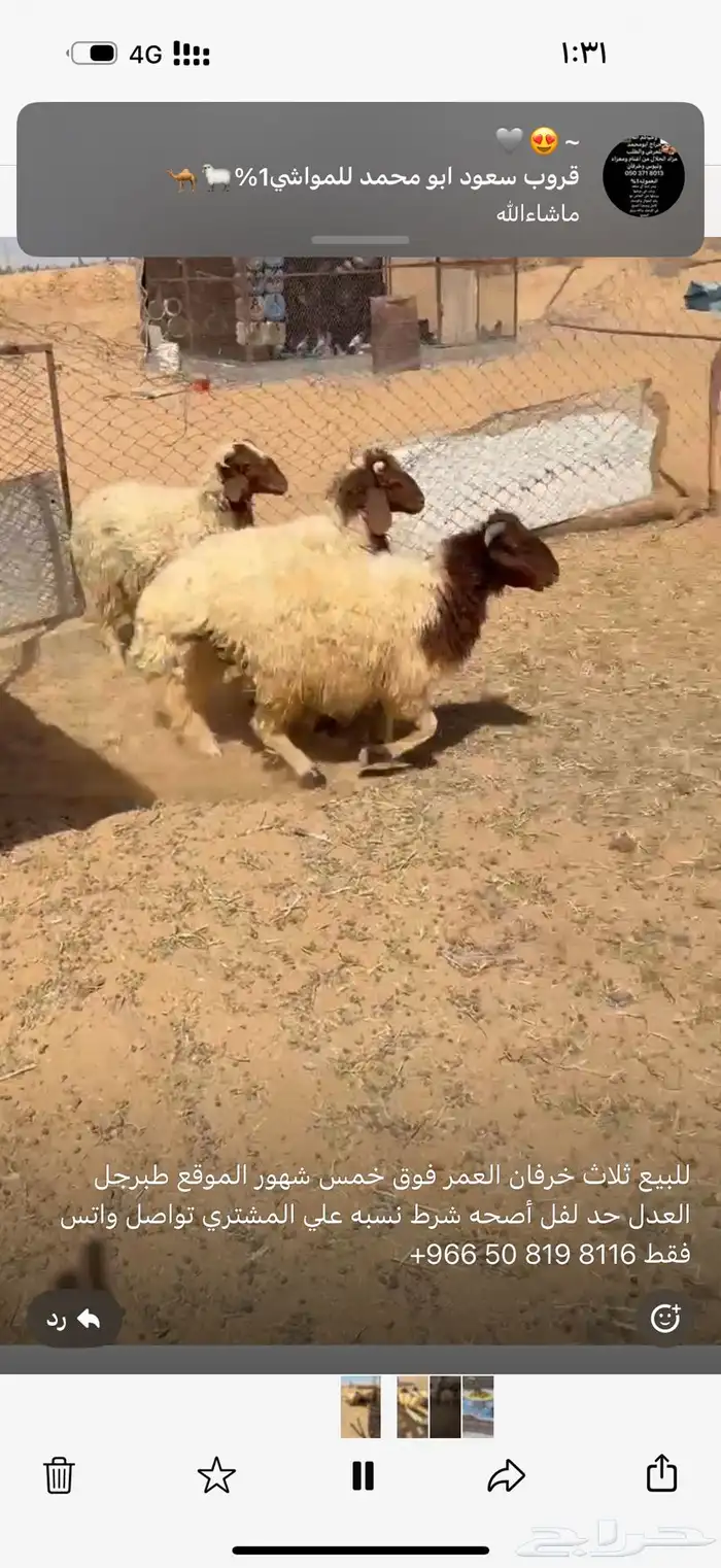 ذبايح جذعان 3