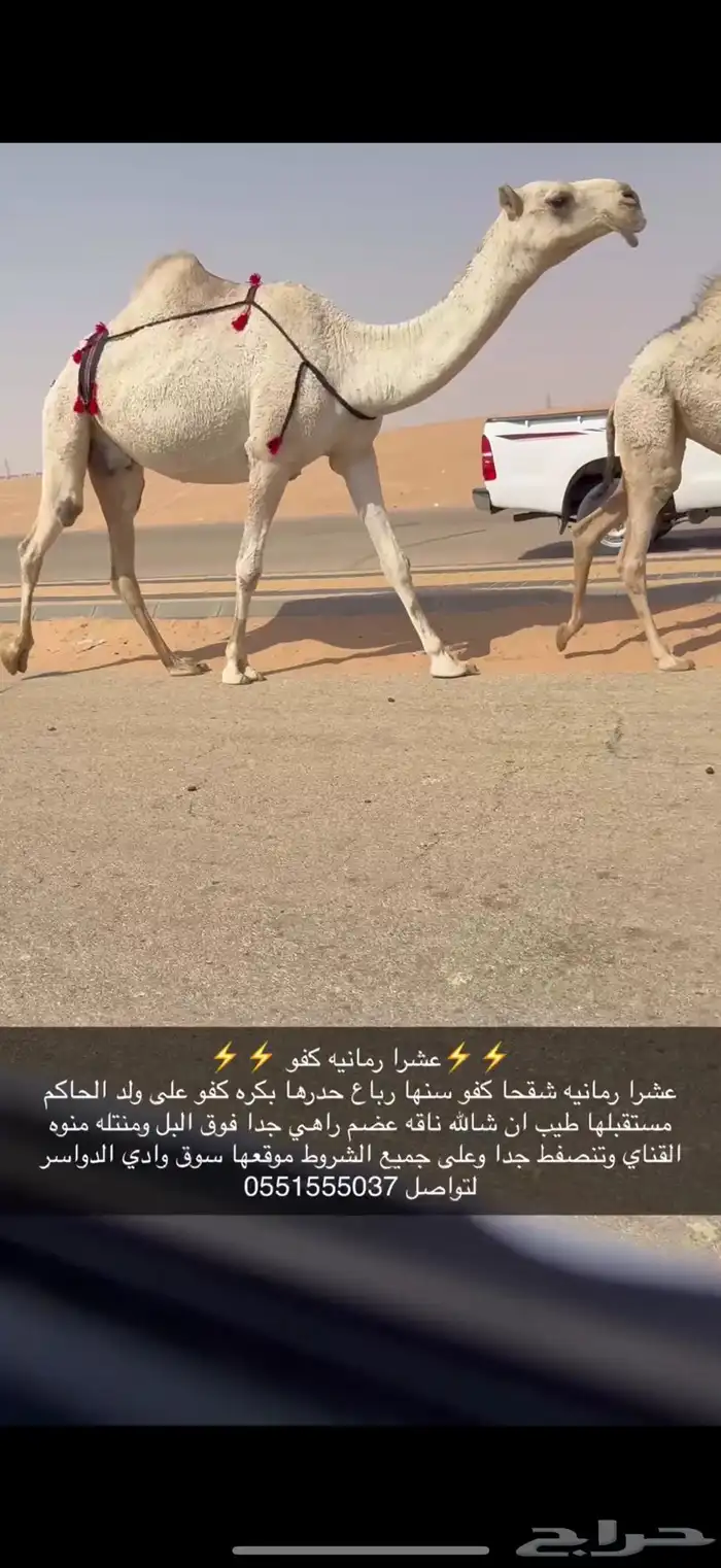عشرا كفو 0