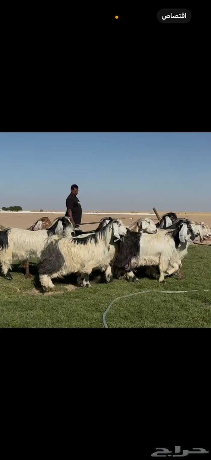 معزا عوارض ربد فااخره الغالب دفيع شرط 10