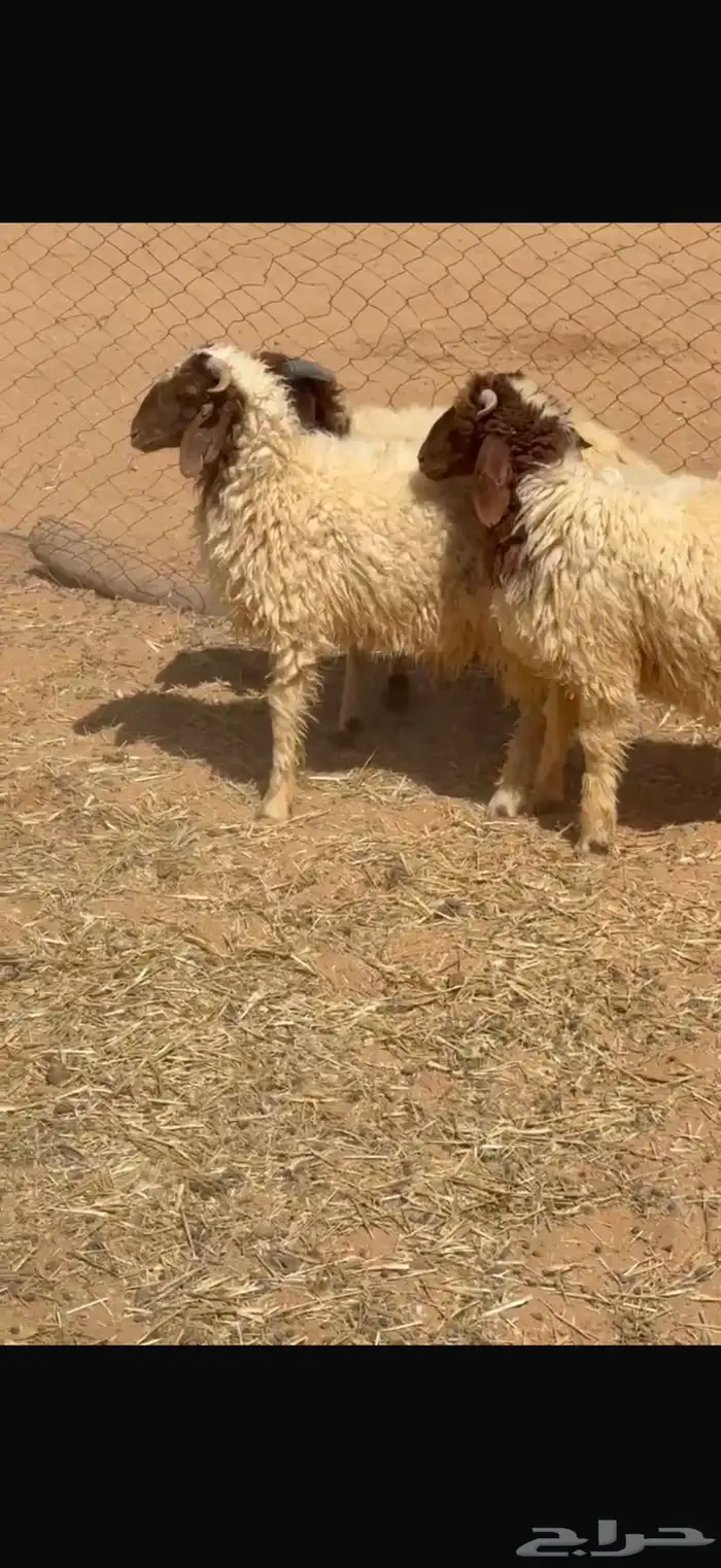 ذبايح جذعان 2