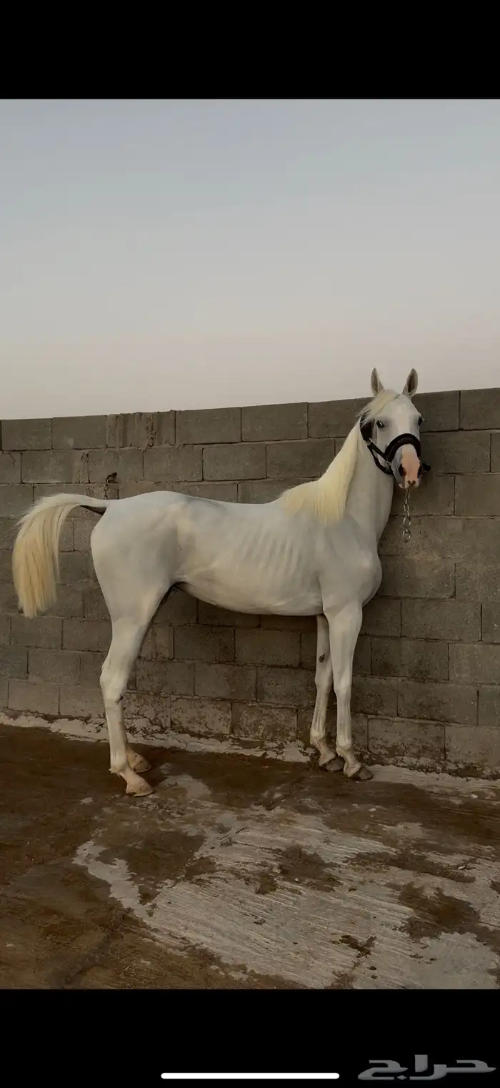 فرس شعبيه معها مهرتها 1