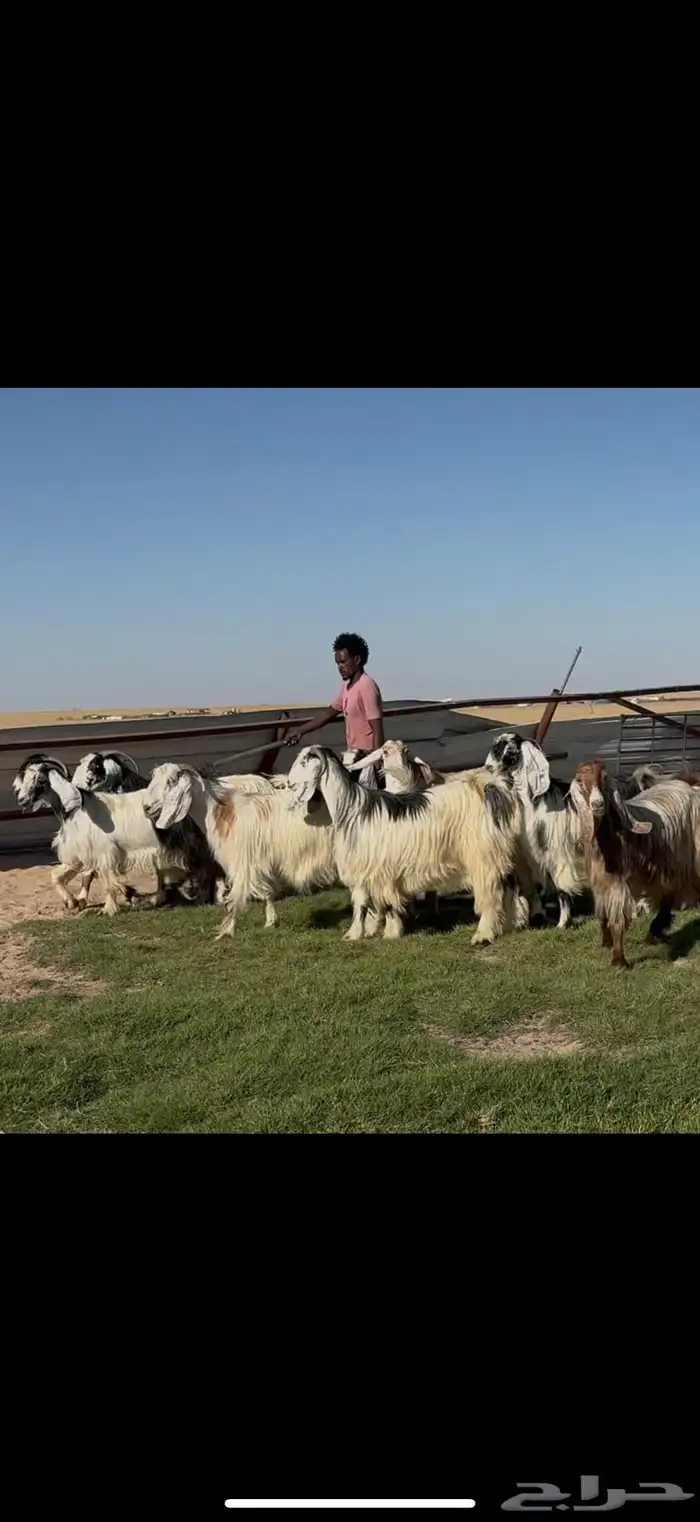معزا عوارض ربد فااخره الغالب دفيع شرط 4