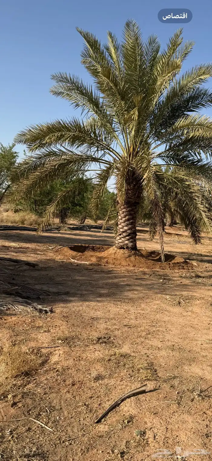 فرصه نخل طويل خلاص ارتفاع 3 متر سليم من اي امراض العدد 20 0