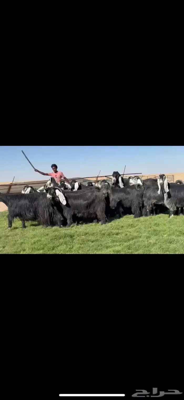 مراح عوارض صنف فااخره دفيع شرط فرصه للقناي 2
