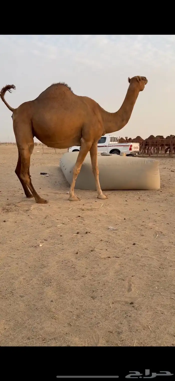 ناقه ملاقي ساحليه للبيع 1