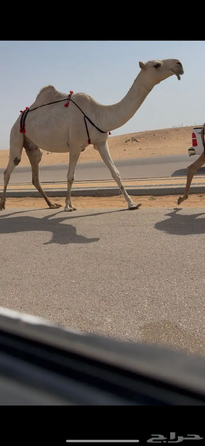 عشرا كفو 3