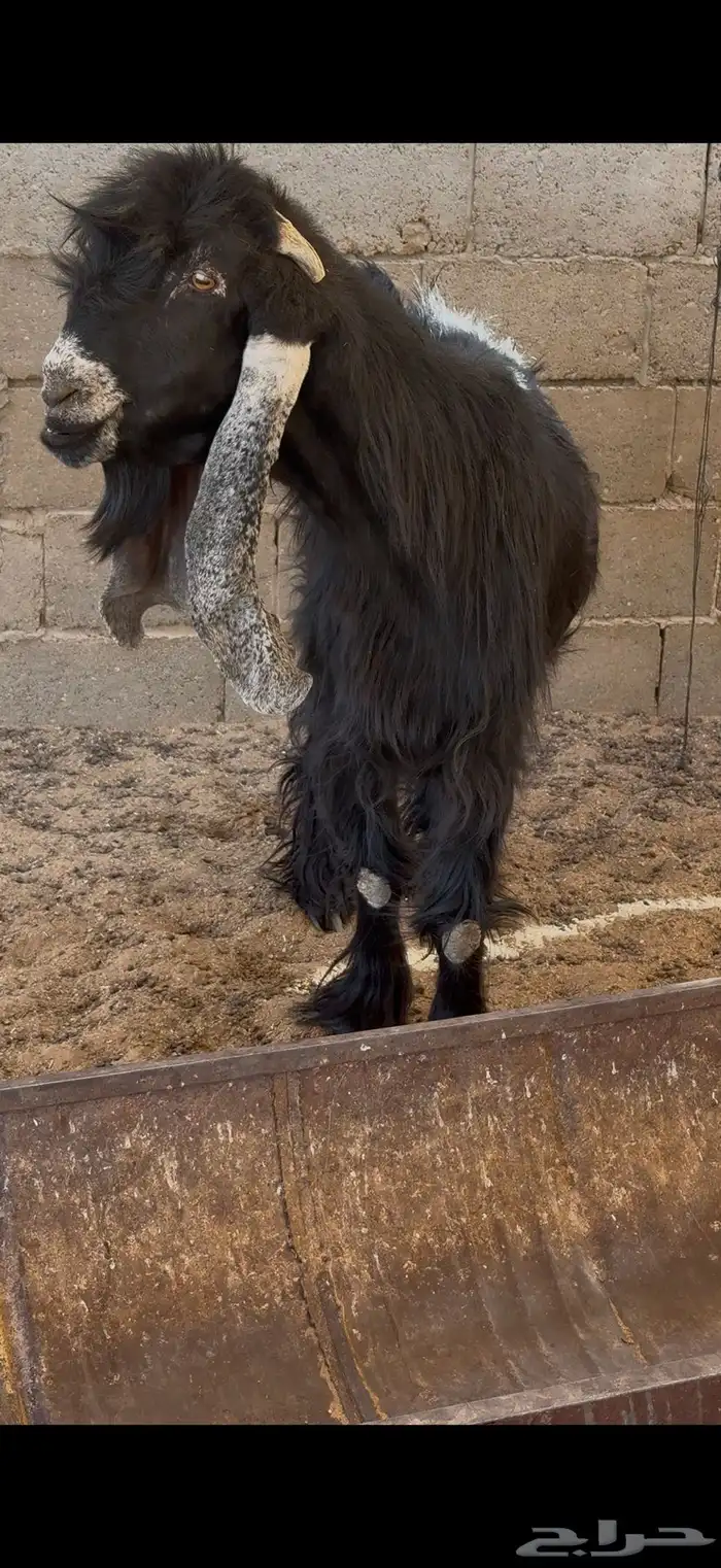 تيس عارضي فحل معرف 9