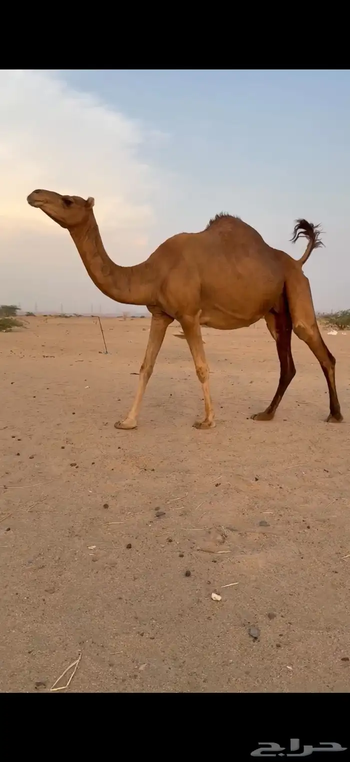 ناقه ملاقي ساحليه للبيع 4