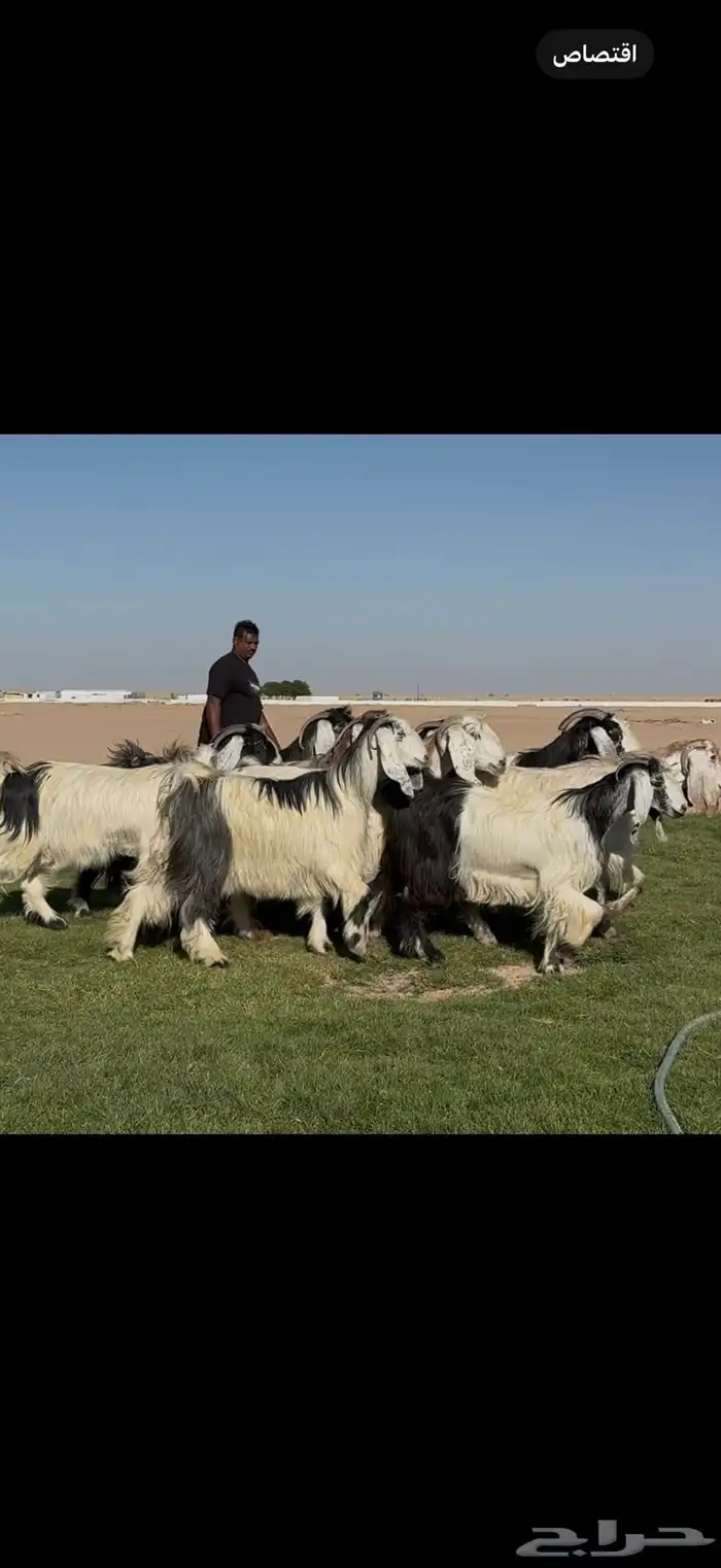 معزا عوارض ربد فااخره الغالب دفيع شرط 2