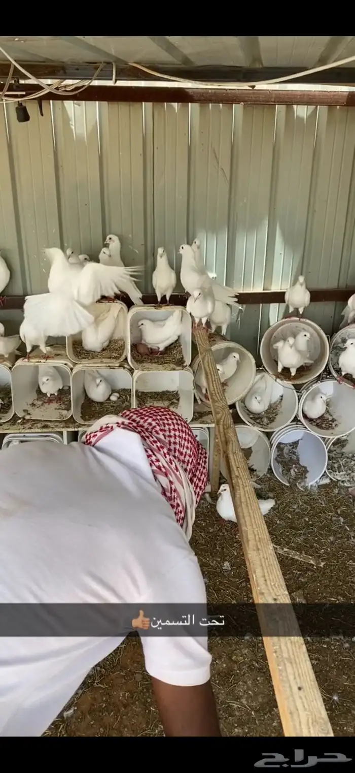 حمام لاحم فروخ 0
