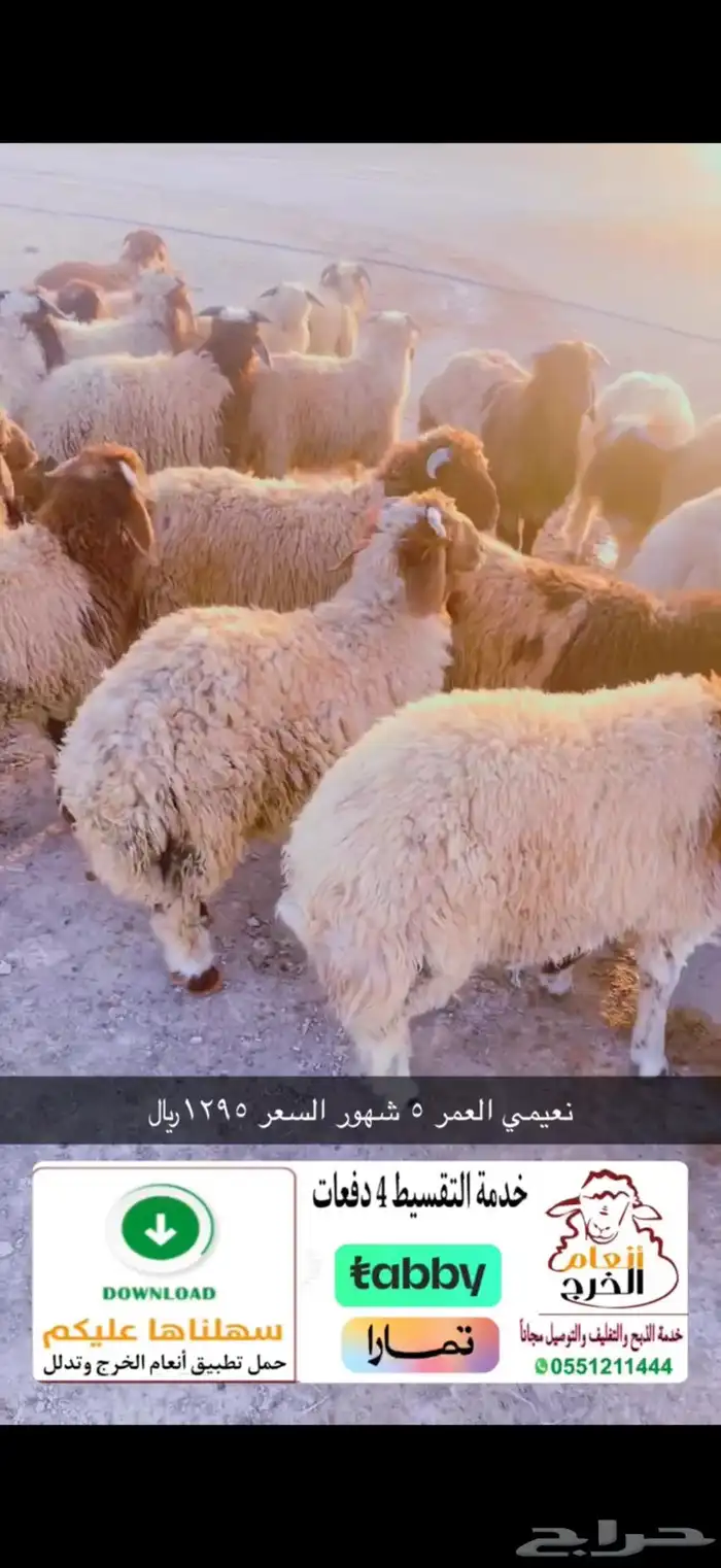نعيمي بلدي ب1295  فقط 0