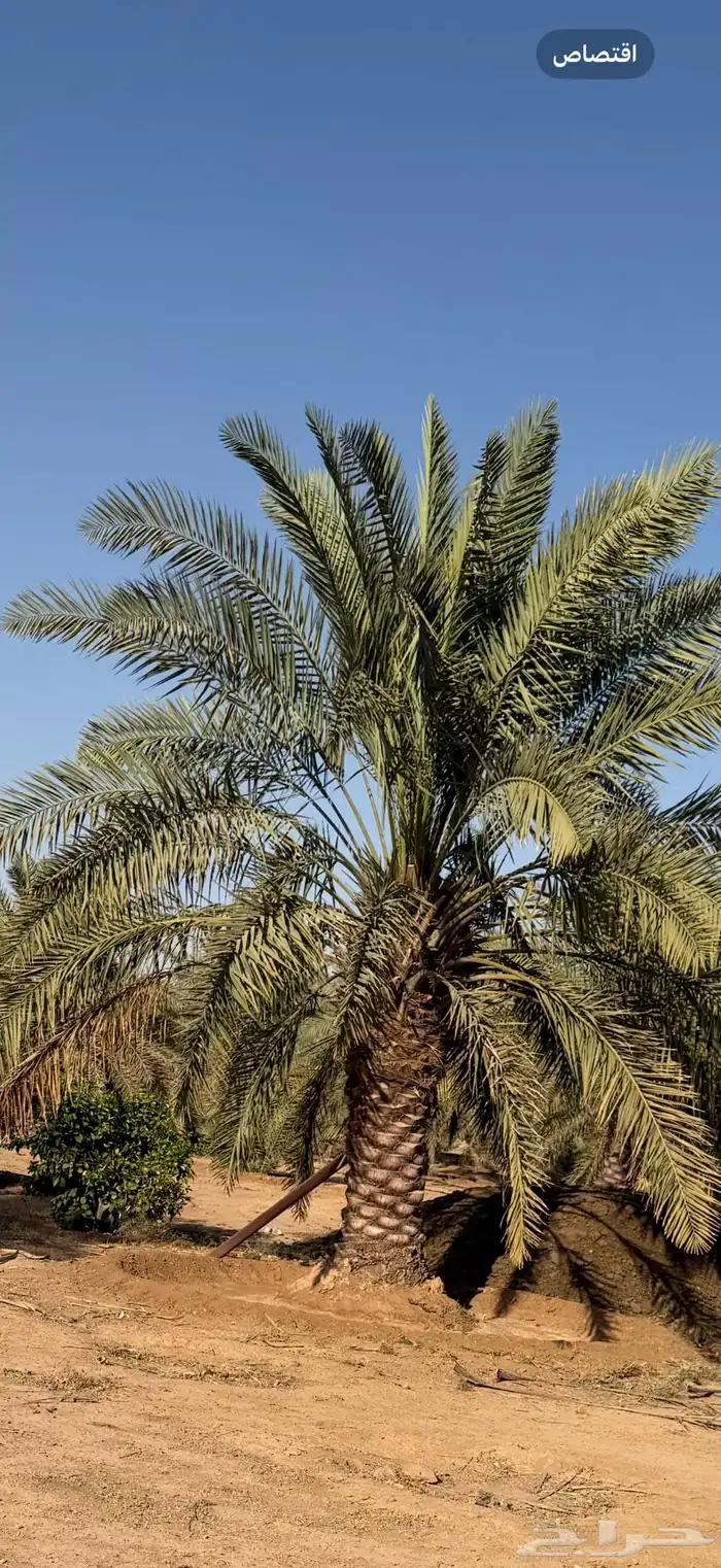 فرصه نخل طويل خلاص ارتفاع 3 متر سليم من اي امراض العدد 20 2