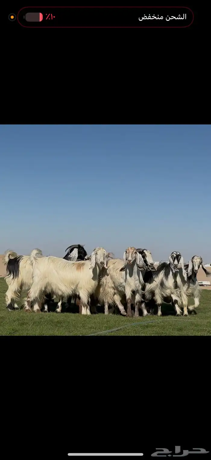 معزا عوارض ربد فااخره الغالب دفيع شرط 0