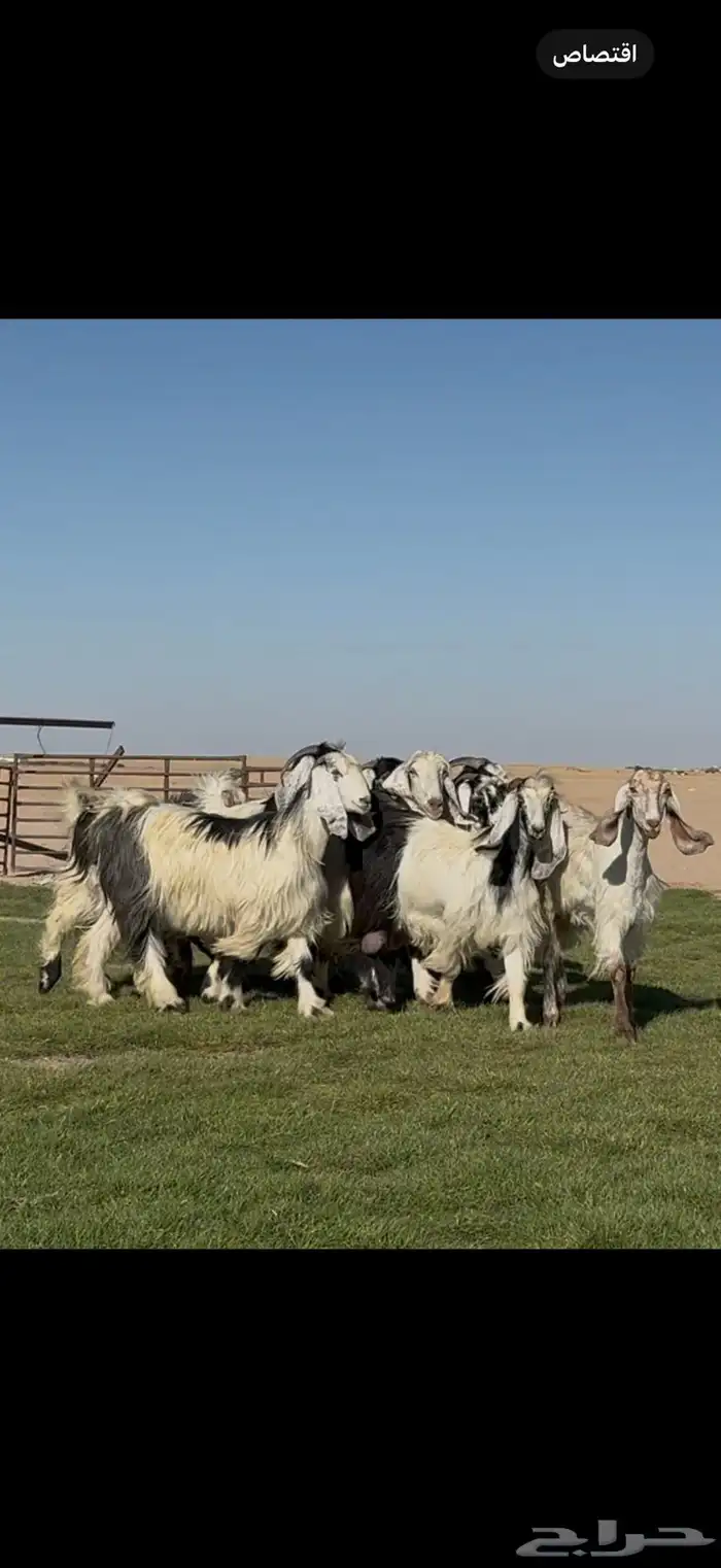 معزا عوارض ربد فااخره الغالب دفيع شرط 7