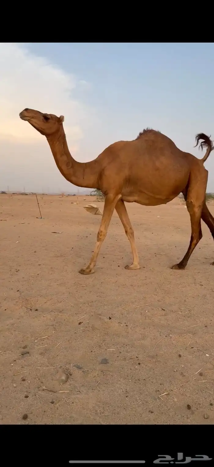 ناقه ملاقي ساحليه للبيع 3