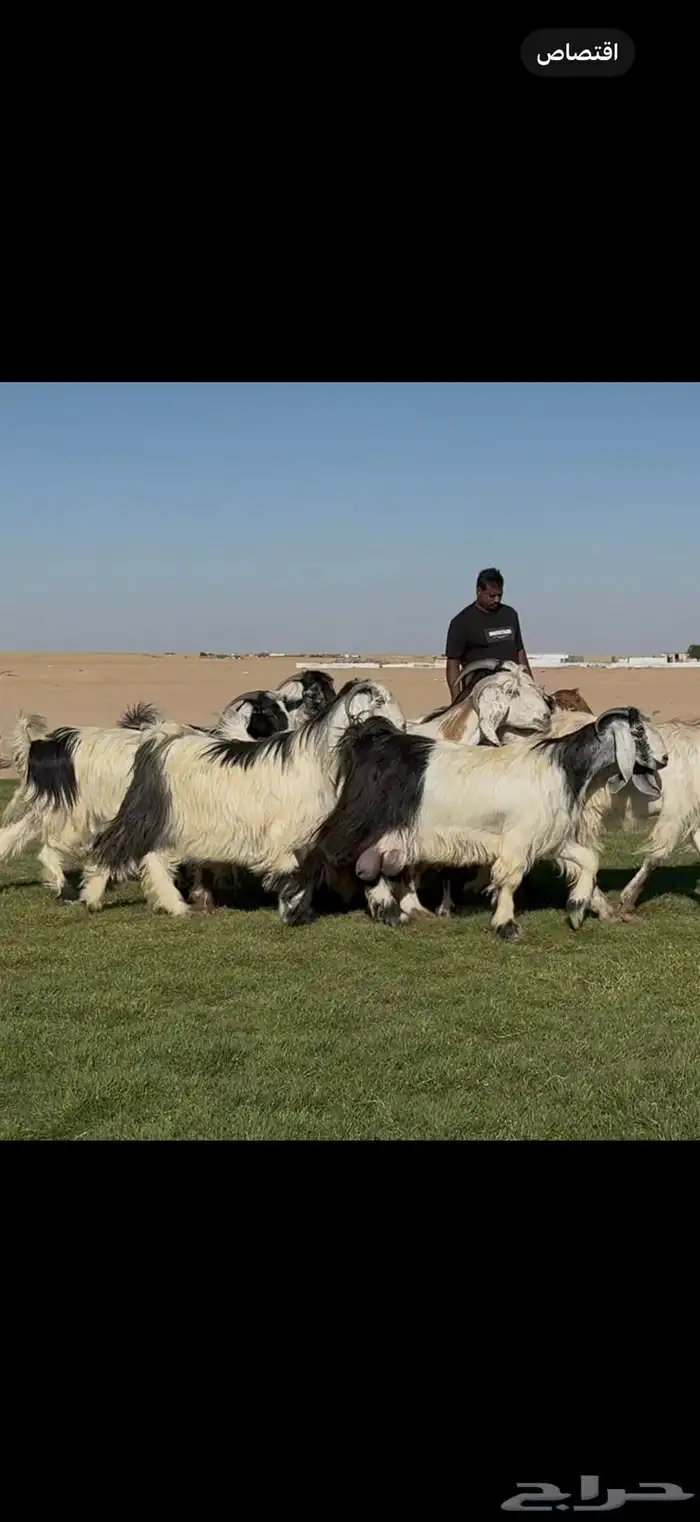 معزا عوارض ربد فااخره الغالب دفيع شرط 11
