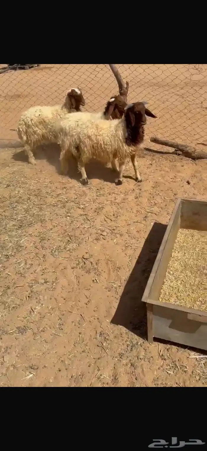 ذبايح جذعان 1