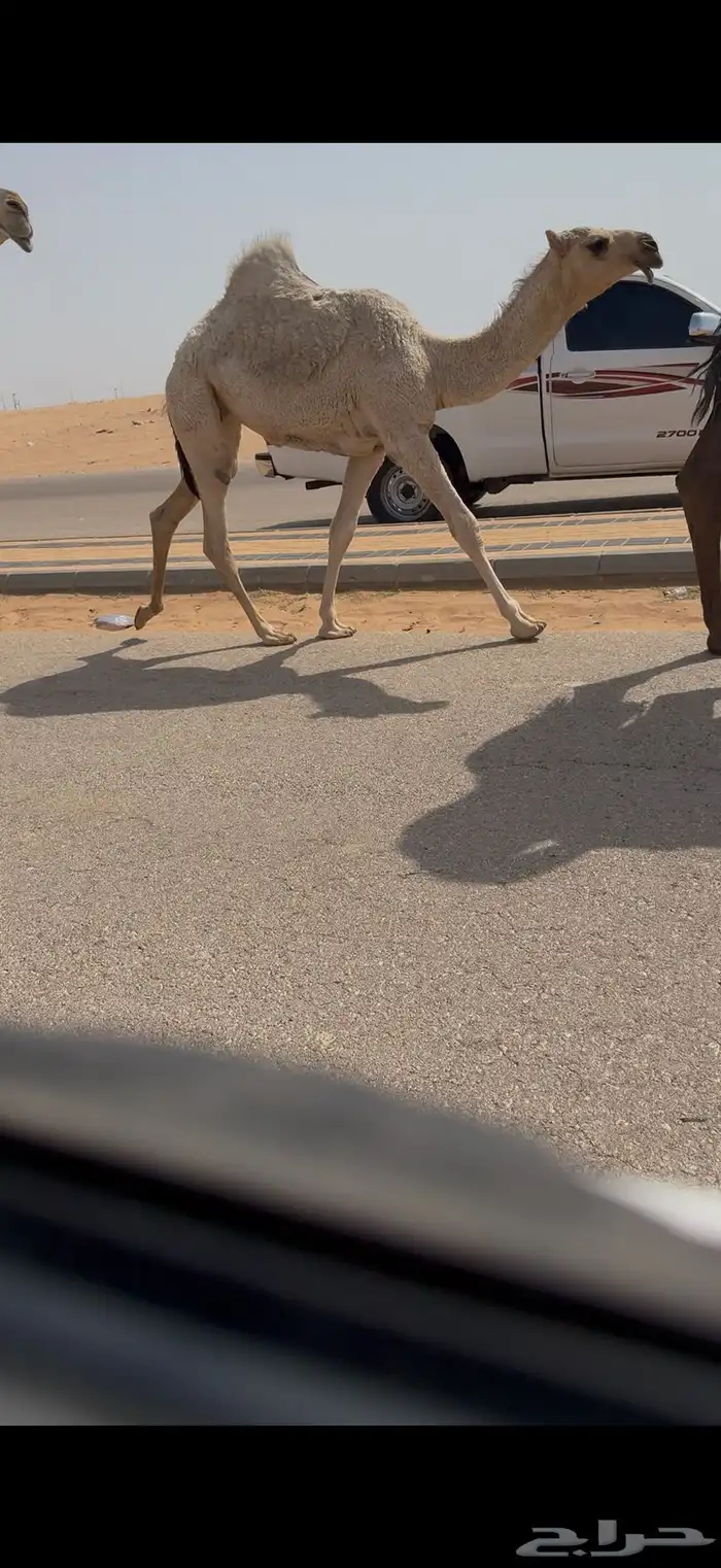 عشرا كفو 2