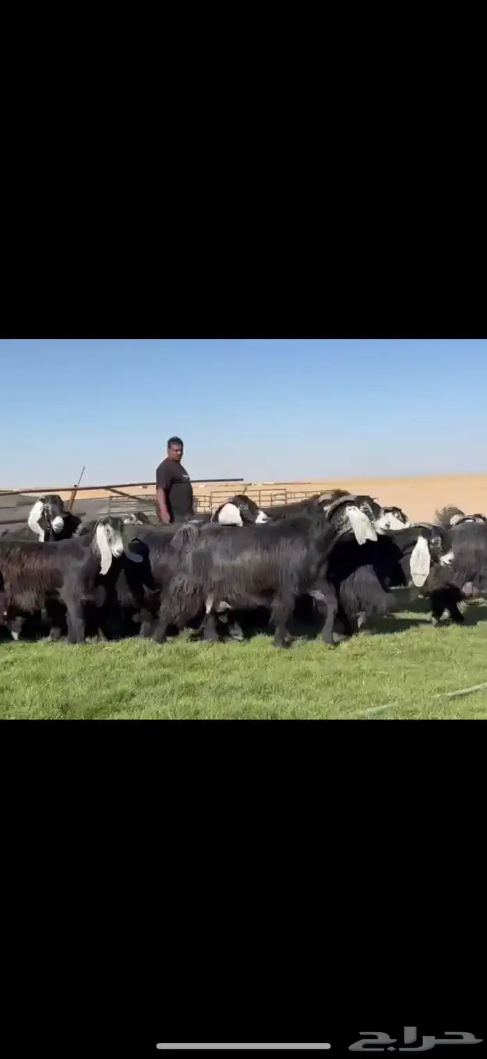 مراح عوارض صنف فااخره دفيع شرط فرصه للقناي 0