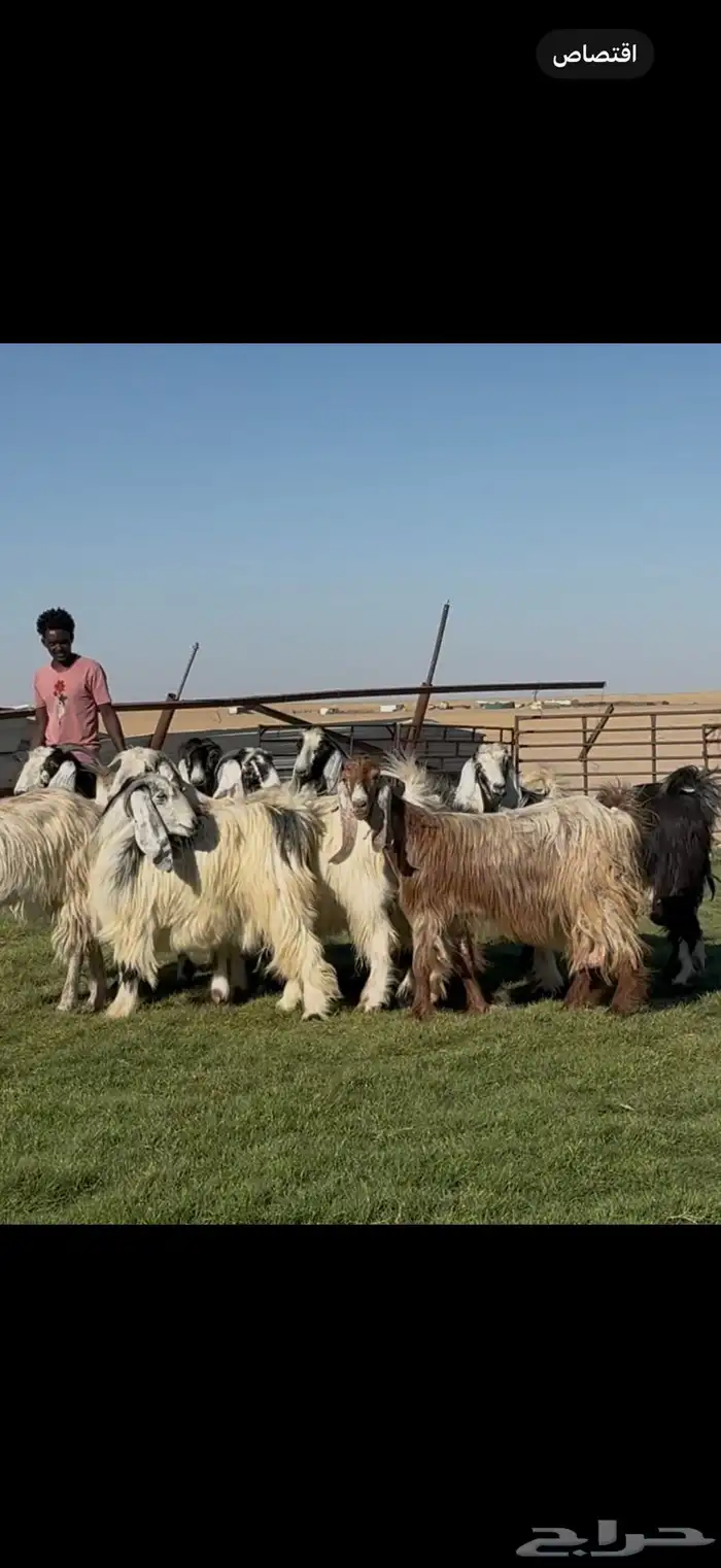 معزا عوارض ربد فااخره الغالب دفيع شرط 1