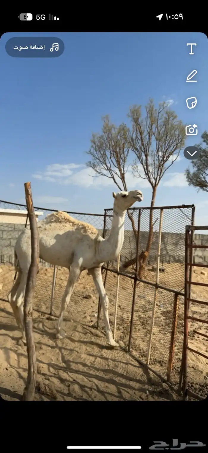 بكره حقه عفراء شماليه 0