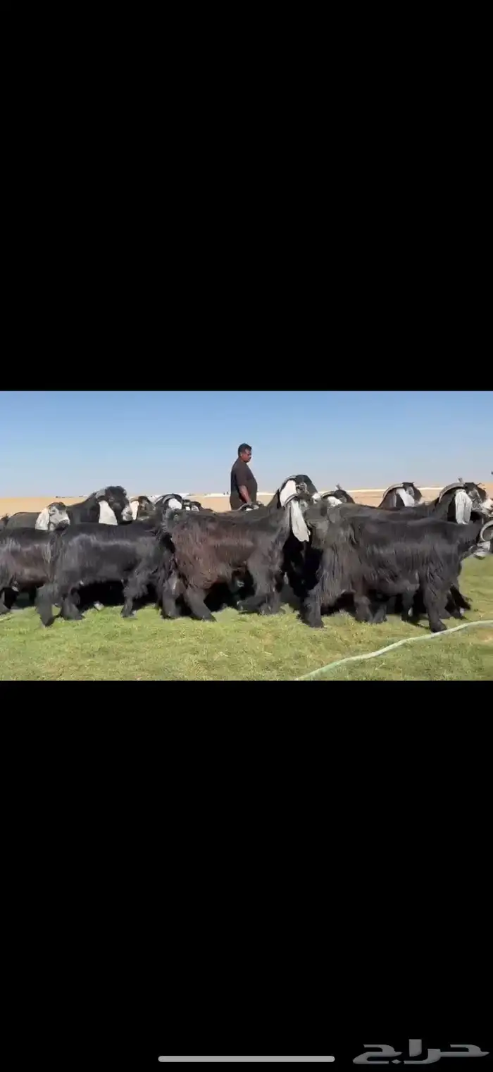 مراح عوارض صنف فااخره دفيع شرط فرصه للقناي 3