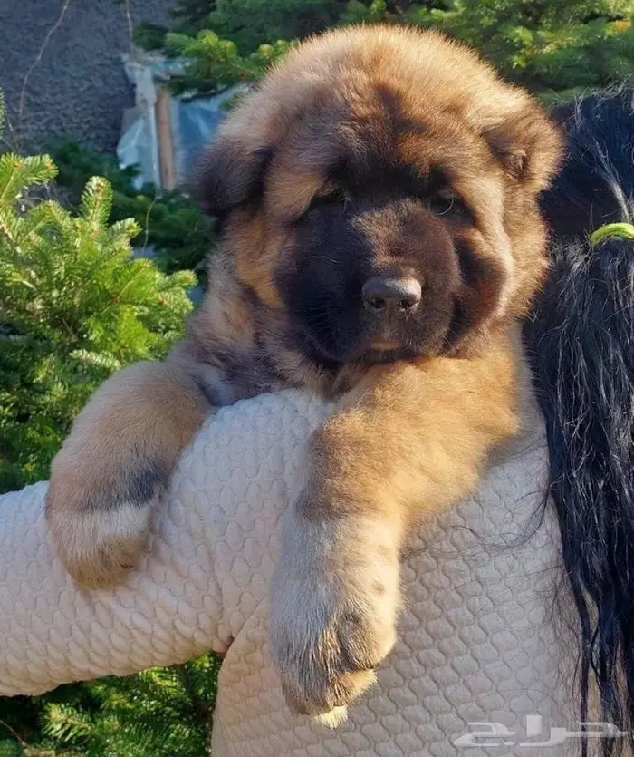 جرو كوكيجن شيبرد ذكر من روسيا 0