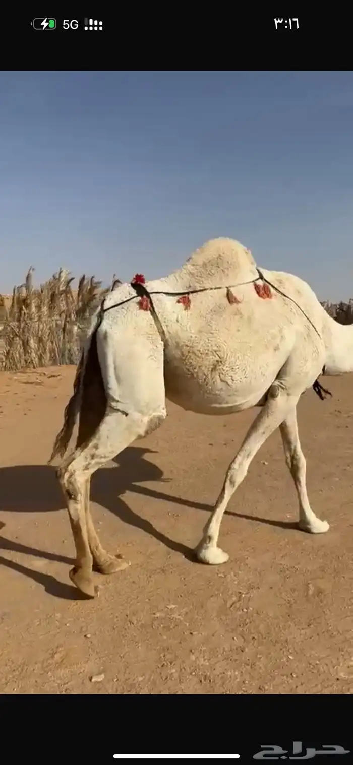 عشرا هديه وحليبه وافر 7